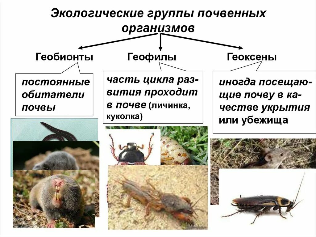 Почвенные животные названия. Геобионты геофилы Геоксены. Экологические группы почвенных организмов. Группа организмов почвенной среды. Экологические группы почвенной среды.