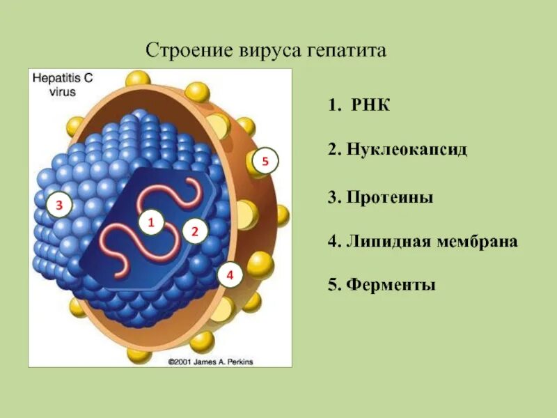 Белки гепатита с. Строение вириона гепатита в. Строение вируса гепатита в. Вирус гепатита с строение вириона. Вирус гепатита b строение вириона.