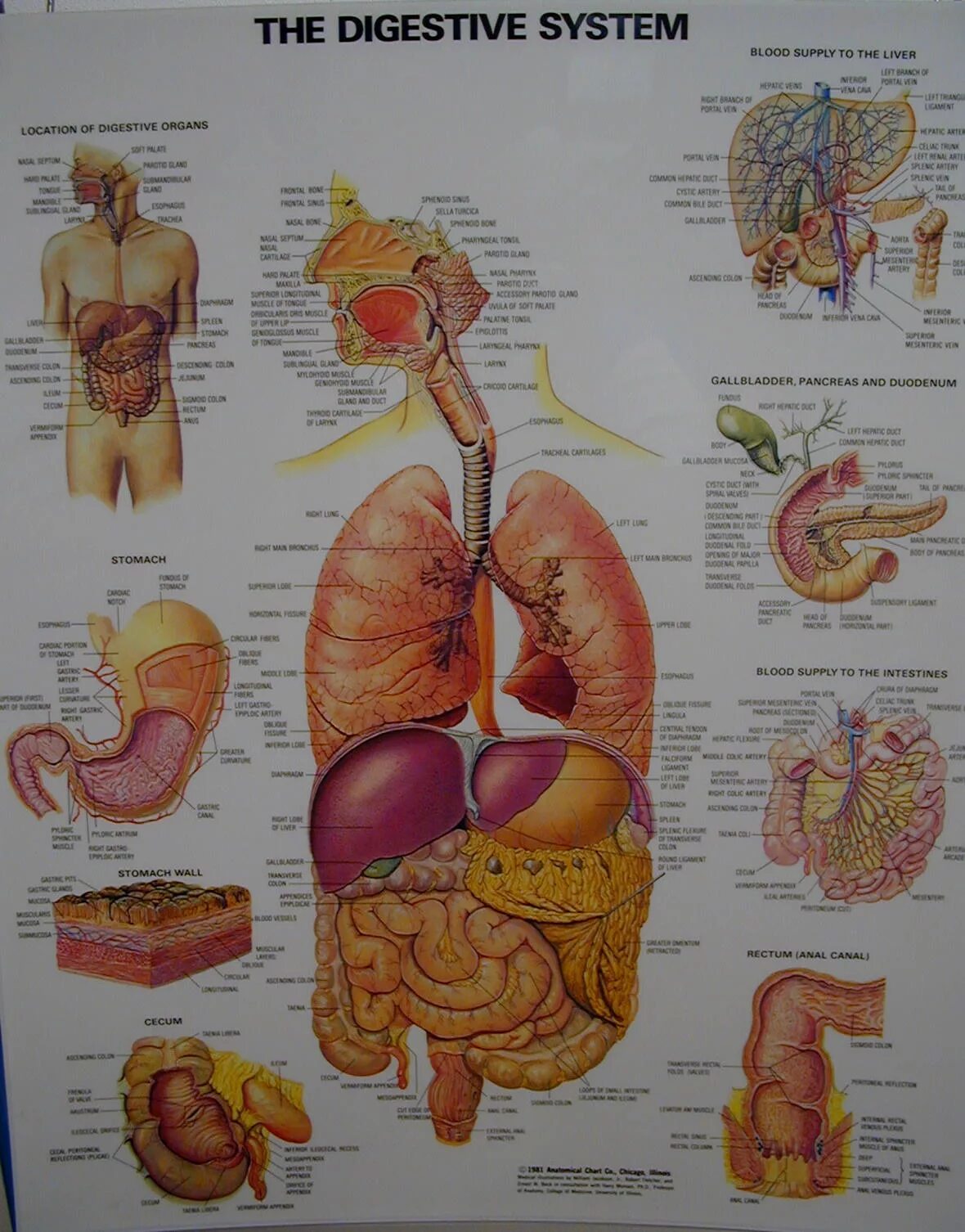 Анатомический атлас человека пищеварительная система человека схема. Анатомия пищеварительной системы человека атлас. Пищеварительная система человека анатомия плакат. Схема пищеварительной системы человека атлас. Органы человека схема с названиями и фото