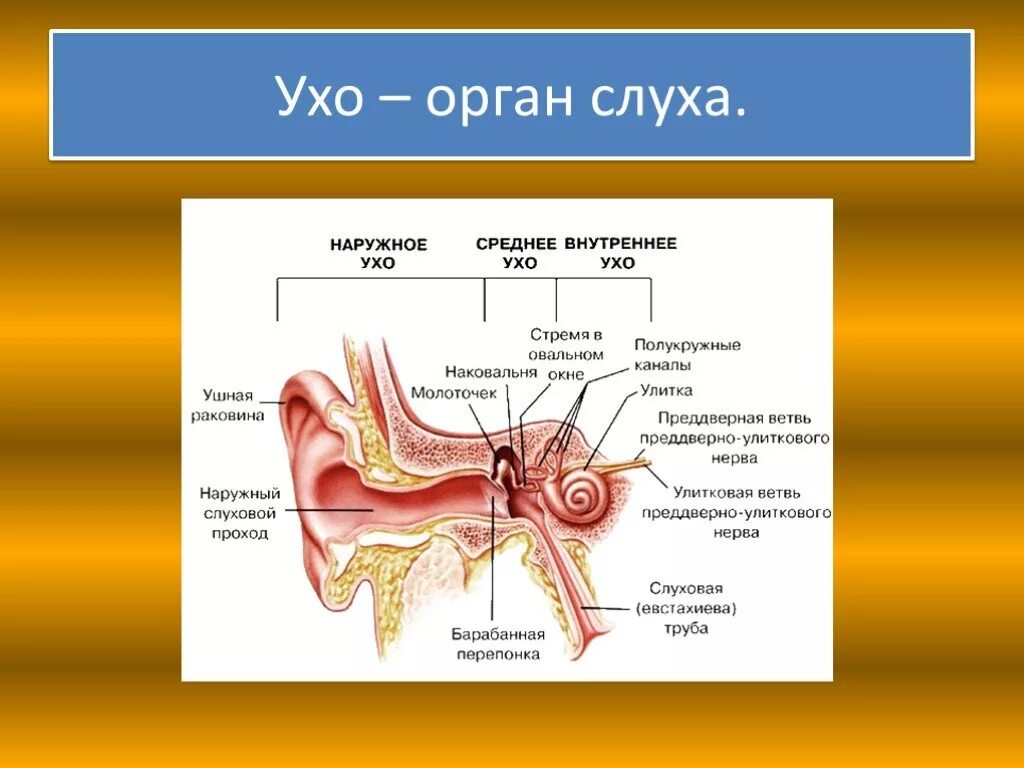 Конспект орган слуха