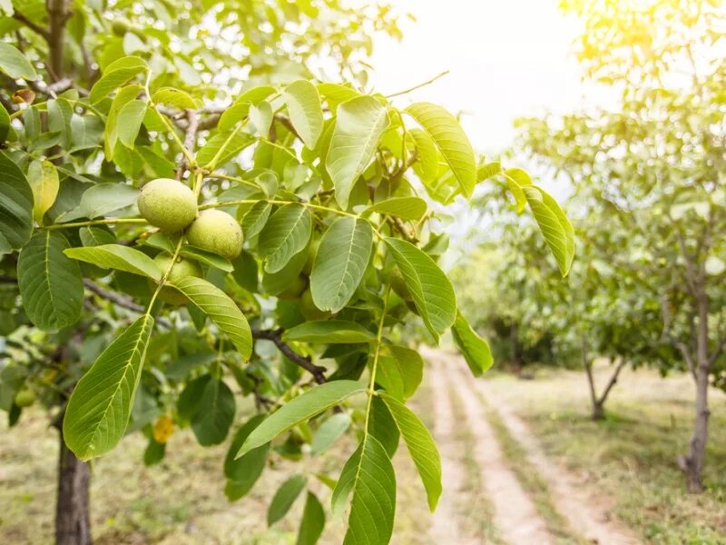 800 Fruit ♥ ideas in 2021 fruit, fruits and veggies, fresh fruit