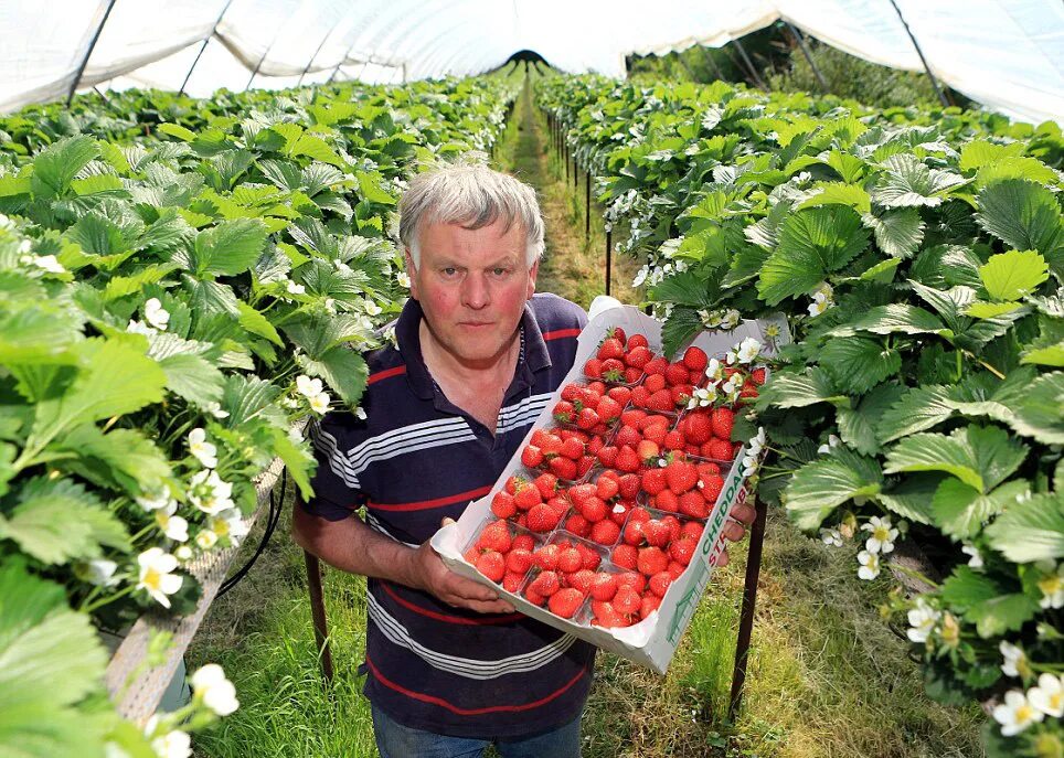 Сколько можно вырастить на 1 сотке. Чеснок 1 гектар. Клубника растет. Технология промышленного возделывания чеснока. Плантация клубники.