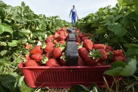 Сколько приносит клубника