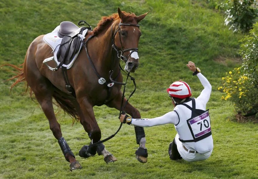 Horses fall. Троеборье кросс. Спортивные лошади. Лошади конный спорт. Кросс конный спорт.