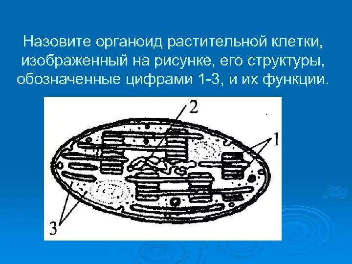 Хлоропласт полуавтономный. Назовите органоид растительной клетки изображенный на рисунке. Назовите органоид растительной клетки и его структуру. Назовите органоид растительной клетки его структуры 1-3. Назовите строение органоида растительной клетки.