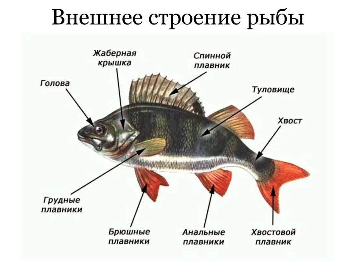 Какое тело у рыб. Внешнее строение рыбы 7 класс биология. Надкласс рыбы строение. Надкласс рыбы внешнее строение. Строение спинного плавника рыбы.