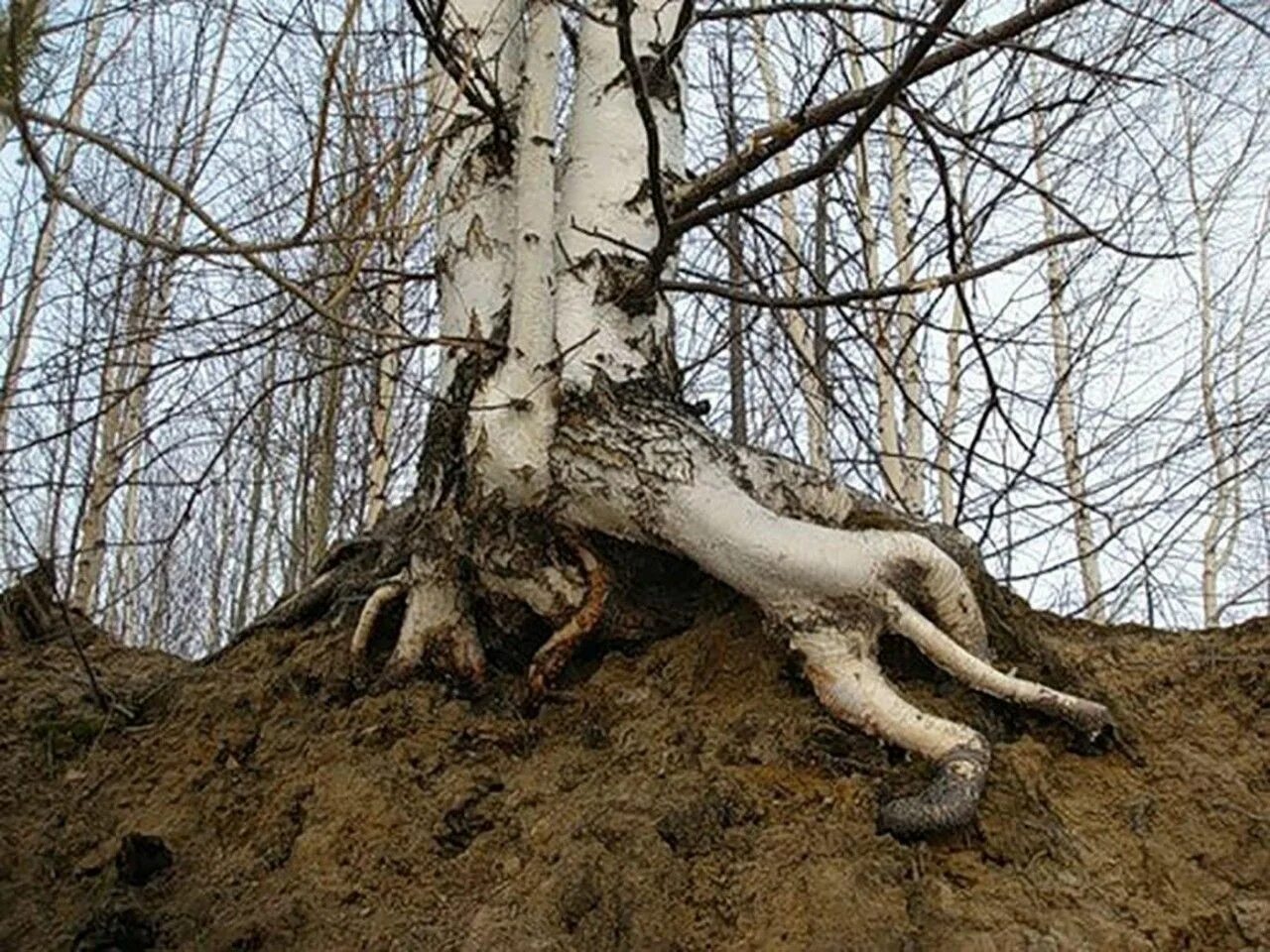 Причуды природы. Корни березы. Корень бер. Корневая березы. Разрыв природы