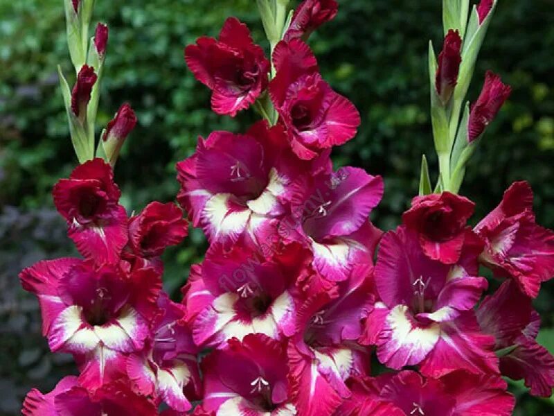 гладиолус канадиан сансет. гладиолус ультрафиолет. гладиолус зизани gladiolus zizanie. гладиолус равель. гладиолус крупноцветковый медитерран.