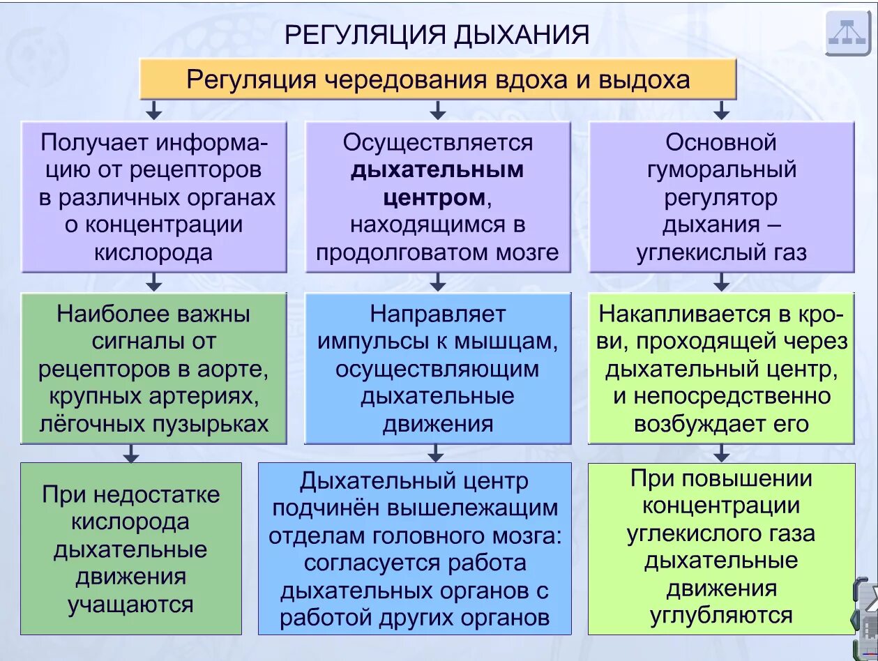 Вдох и выдох таблица. Гуморальный механизм регуляции дыхания. Регуляция дыхания охрана воздушной среды. Гуморальная регуляция процесса дыхания. Нервная регуляция дыхания таблица.