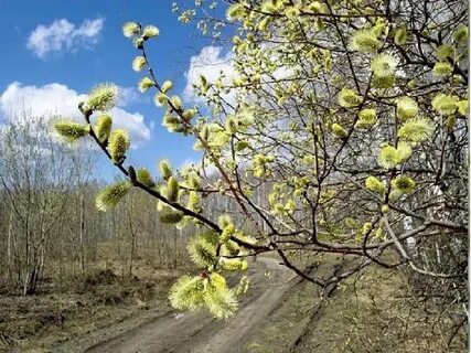 Какое дерево зацветает первым весной 2