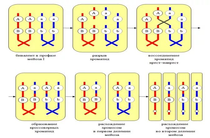 Случайная комбинация негомологичных хромосом в мейозе. Схема кроссинговера. Схема процесса кроссинговера. Схема кроссинговера хромосом. Схема конъюгации хромосом.