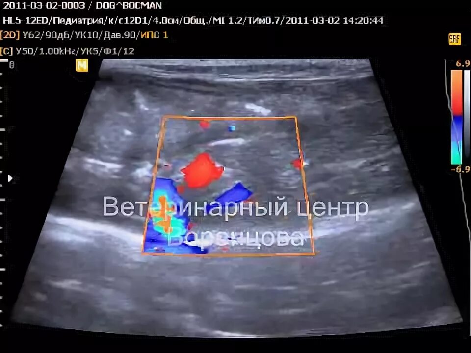 Шунт печени у собак. Портокавальный шунт УЗИ. Портокавальный шунт печени у собак на УЗИ. Портосистемный шунт у собак УЗИ.