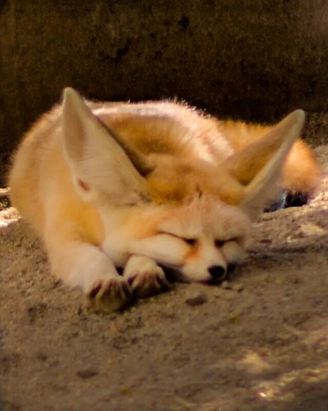 Fennec RL. Феннек из wao. _Fennec_Fox_ Алена Ребрикова. Fennec в реальной жизни. Million fox