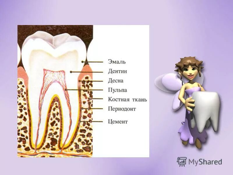 Какую работу выполняют зубы в организме человека. Какую работу выполняют зубы в организме человека