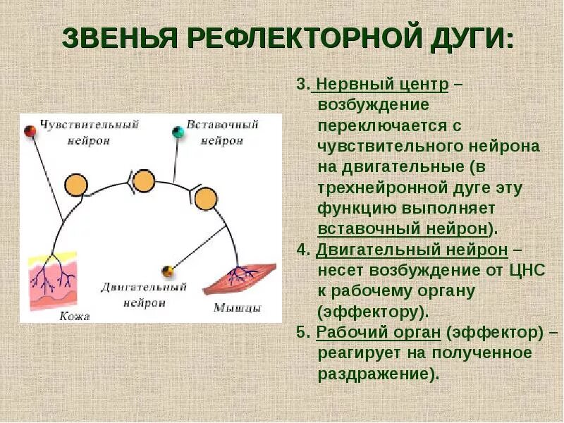 Роль нервных центров в рефлексе