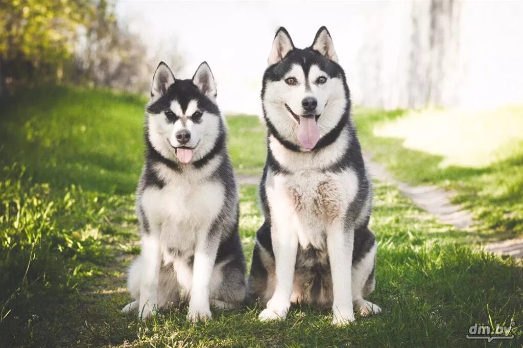 Сколько стоят щенки в беларуси. Белорусская хаски. Алиса померанский шпиц. Померанский шпиц белый маленький. Японский шпиц мишка.