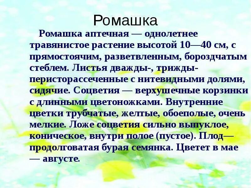 Описание ромашки. Ромашка описание растения. Доклад про ромашку. Сообщение о растении Ромашка.