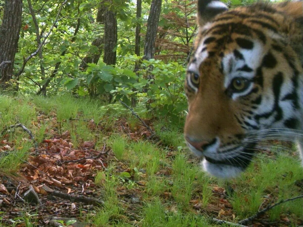 Амурский тигр фотоловушка