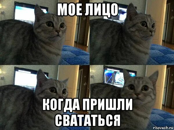 и многие лжепророки восстанут и прельстят многих. много пришло или пришли. как правильно came или coming. мемы котики мое лицо. придти и прийти как правильно.