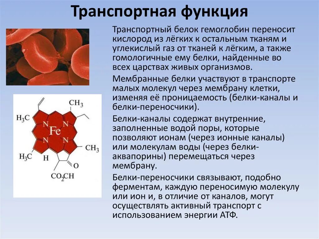 Кодирует ферменты содержит белки переносчики. Транспортная функция белков. Транспортные белки гемоглобин. Транспортная функция гемоглобина. Транспортные белки функции.