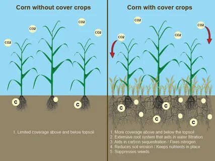 Cover crops