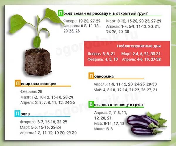 Можно садить перцы и баклажаны. Схема высадка рассады баклажана в открытый грунт. Схема посадки баклажан в открытый грунт рассадой. Схема высадки баклажан в открытый грунт. Как садить баклажаны в открытый грунт.