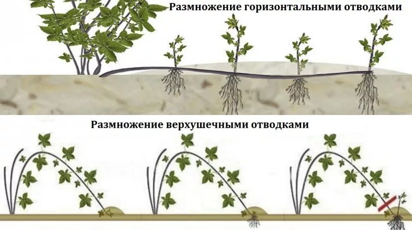 Размножение ежевики отводками. Размножение ежевики отводками осенью. Размножение верхушечными отводками. Размножение ежевики верхушечными отводками. Как ухаживать за ежевикой весной