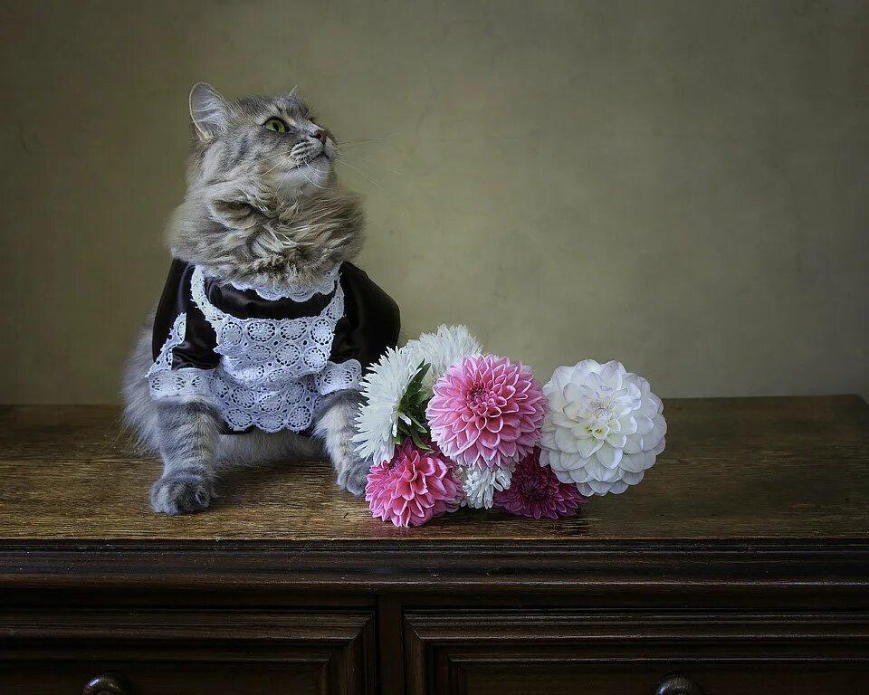 Котята 0. Кот 1 м. Серый кот 1. Кот 1 м. Сибирский кот размеры.