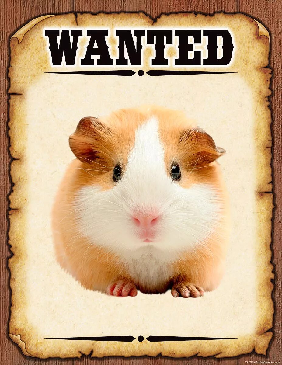 Sec transparency хомяки. 08. Клетка для хомяка. Hamster карточки 06. Хомячок на прозрачном фоне.