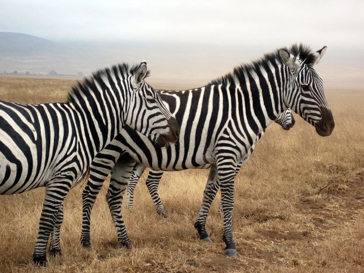 Зебра какой звук. Зебры в Танзании. About Zebra. Зебра но не Зебра. Бебра а не Зебра.