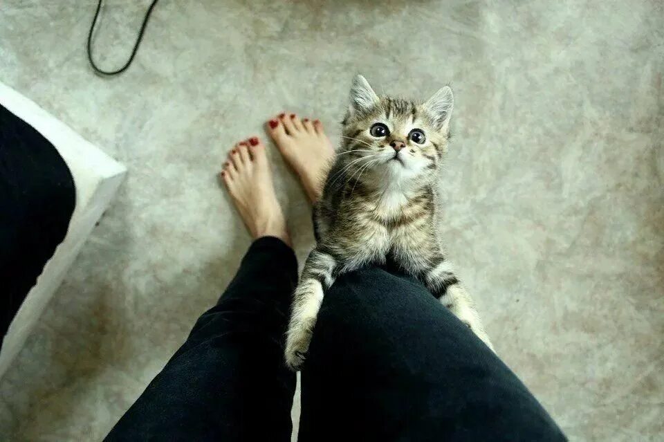 Домашние просят. Ноги кошки. Котик на руках. Котенок на ноге. Девушка с котенком на руках.