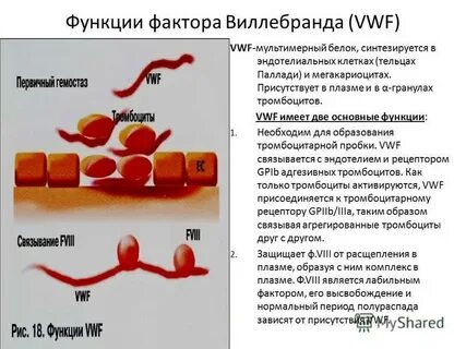 Болезнь виллебранда это
