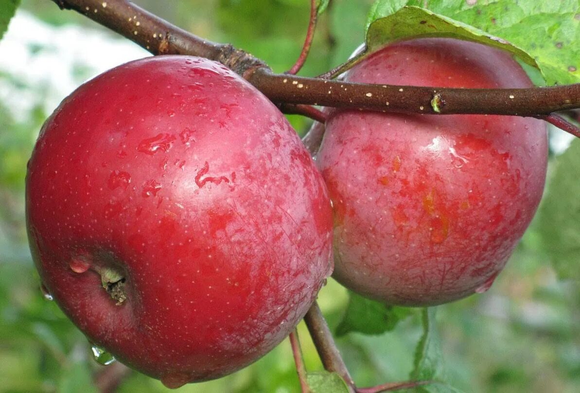 Яблоня терентьевка описание. Яблоки олеся сорт. Алесе яблоня. Сорт яблони алеся. Алесе яблоня.