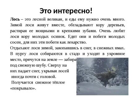 Когда наступит год лося