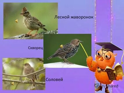 Соловей скворец