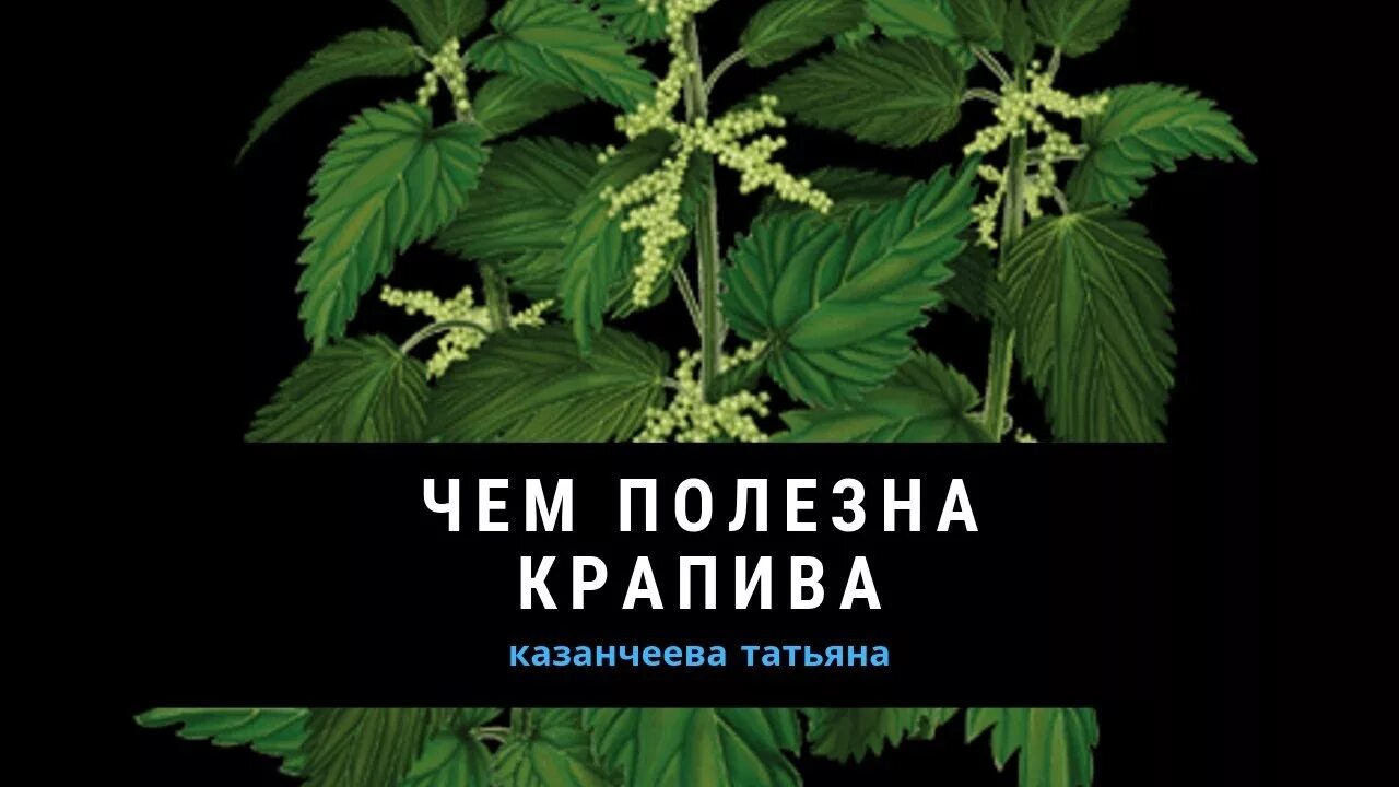 Получай крапива. Крапива. Крапива лекарство. Куст крапивы. Почки крапивы.