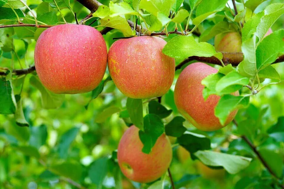 Календарь яблоня. Обои на рабочий стол яблоки. Apple-Trees-loaded-with-Apples-Orchard-Summer.