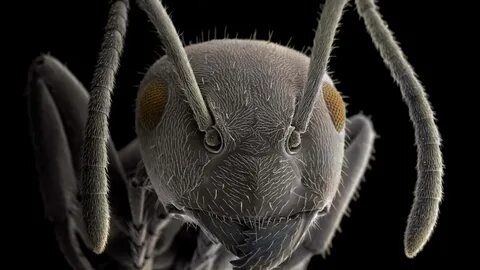 Ең семіз әйелдердің порно видеоларын қараңыз