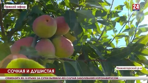 Груша изюминка крыма описание сорта