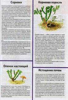 Молодая поросль как пишется