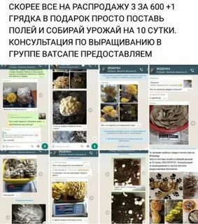 Whatsapp в уфе