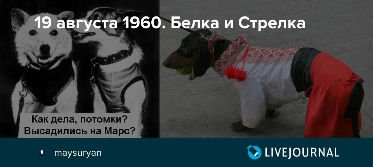 19 августа 1960. Белка 1960.