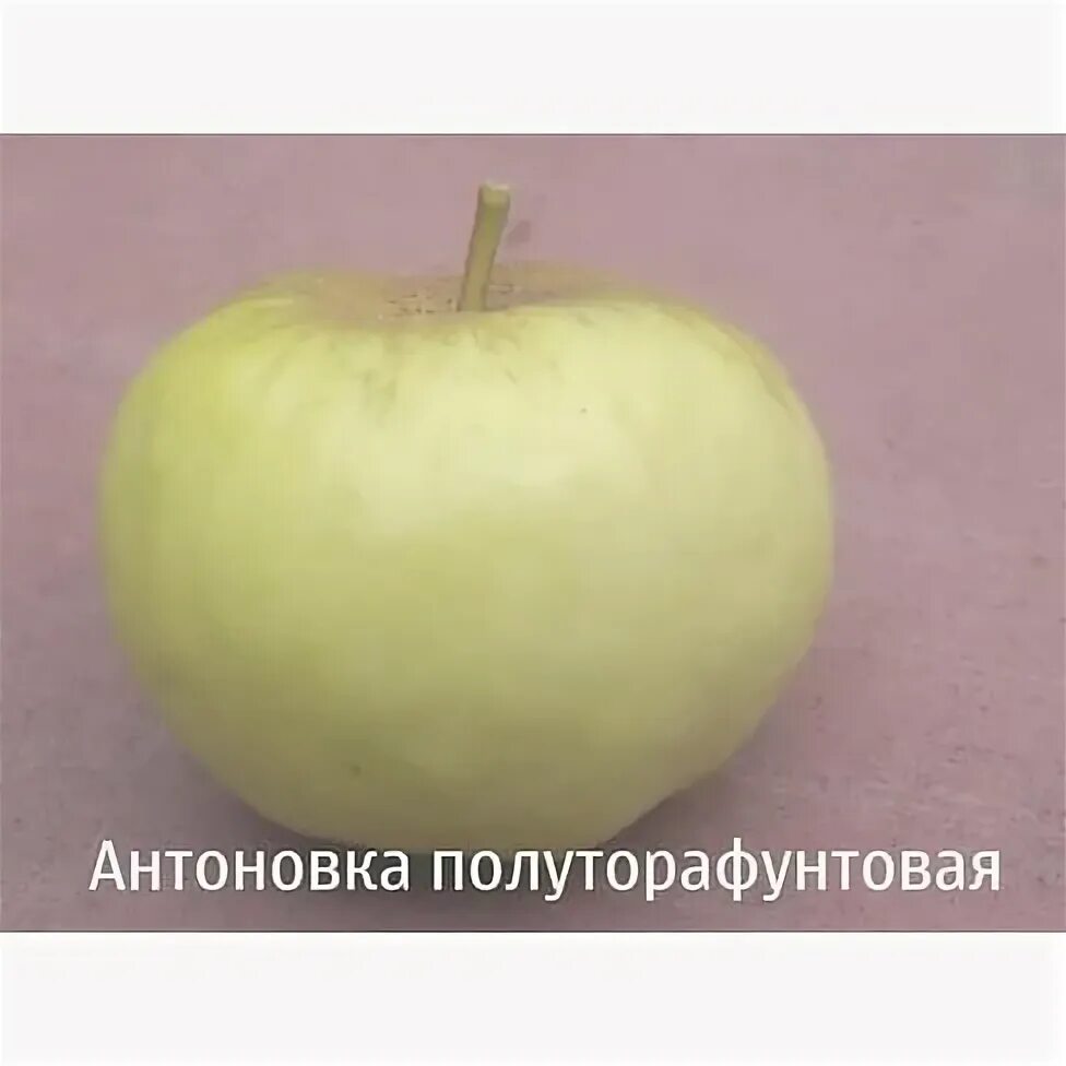 Яблоня белый налив. Сорт яблони антоновка. Яблоня антоновка краснобокая. Антоновка москва. Антоновка (сортотип яблони).