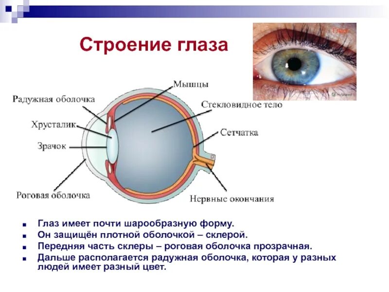 Особенность строения радужки какую функцию она выполняет. Зрачок радужка глаза строение и функции. Строение и функции радужной оболочки глаза. Строение Радужки глаза и ее функции. Строение глаза зрачок радужка.