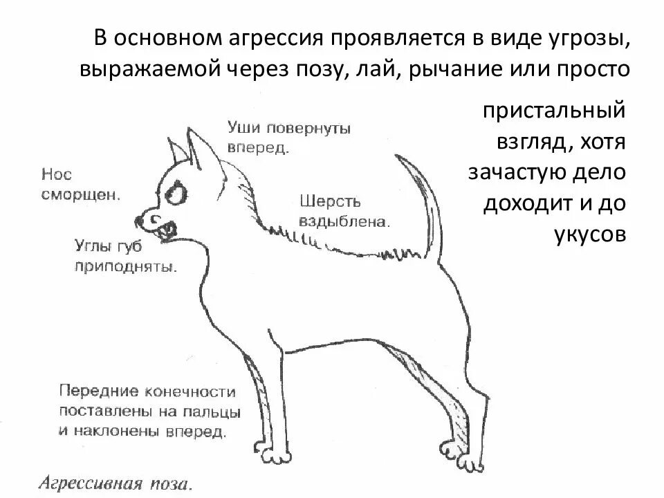 Подобрала собаку что делать. Признаки агрессии у собак. Виды агрессии у собак. Агрессивное поведение у щенка. Проявление агрессии у собак.