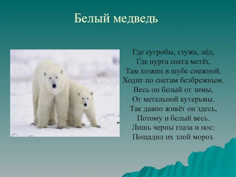 Текст белый медведь 4 класс. Рассказ о белом медведе. Сообщение о белом медведе. Доклад про белого медведя. Белый медведь информация для детей.