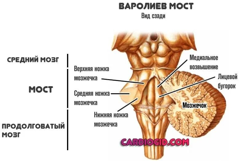 Мост мозга кратко. Строение варолиева моста мозга. Варолиев мост строение анатомия. Варолиев мост строение и функции моста. Головной мозг варолиев мост.