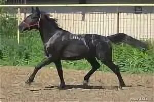Вороной программ. Уэльский пони вороной. шетлендский пони вороной рысак на выставках. шотландский пони вороной.