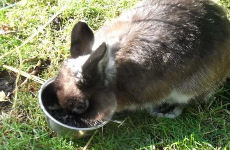 Семена кроликам. Крольчатина торговая марка. Семечко для кроликов. Зернышко кроликов. Подсолнечник кролик.