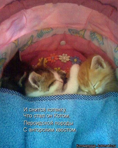 Roaring kitty. Котиков видела. Порядочный кот. Котиков видела. Котик приснилось.